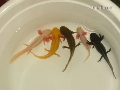 龍魚可以用軟水養(yǎng)嗎？：龍魚可以用軟水養(yǎng)殖ph值和水溫符合龍魚的硬度