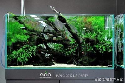 龍魚可以用軟水養(yǎng)嗎？：龍魚可以用軟水養(yǎng)殖ph值和水溫符合龍魚的硬度