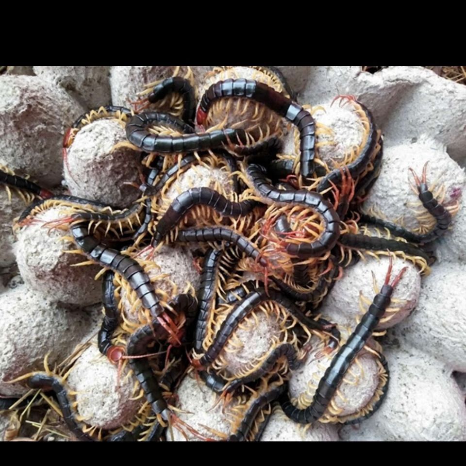 龍魚吃什么發色快一點，如何選擇優質龍魚飼料，龍魚適宜的水質管理方法