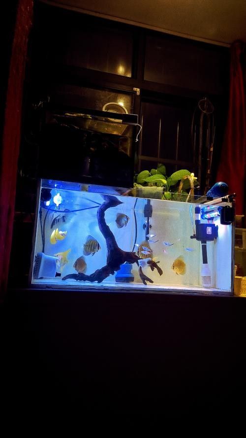 龍魚缸用什么清潔魚