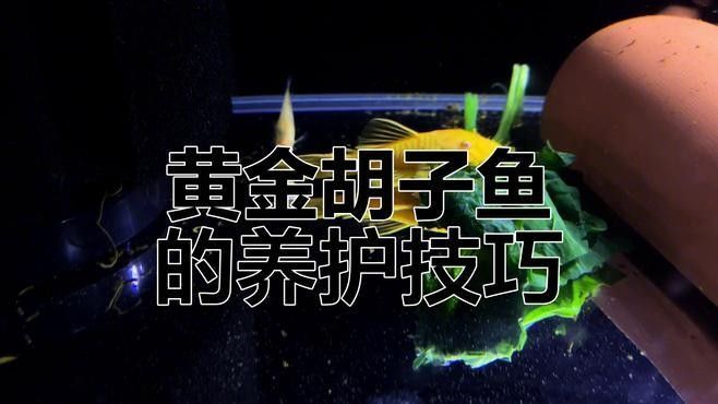 龍魚缸用什么清潔魚