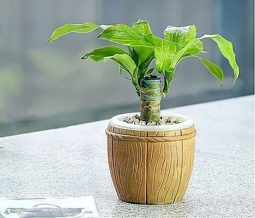 香龍血樹和龍血樹有什么區別？