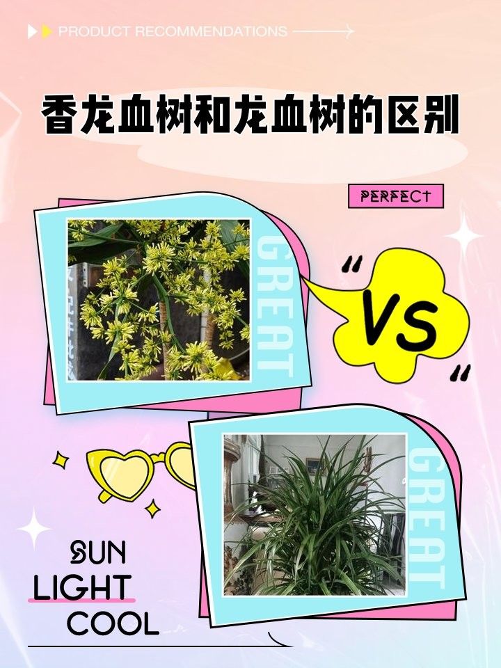 香龍血樹和龍血樹有什么區別？