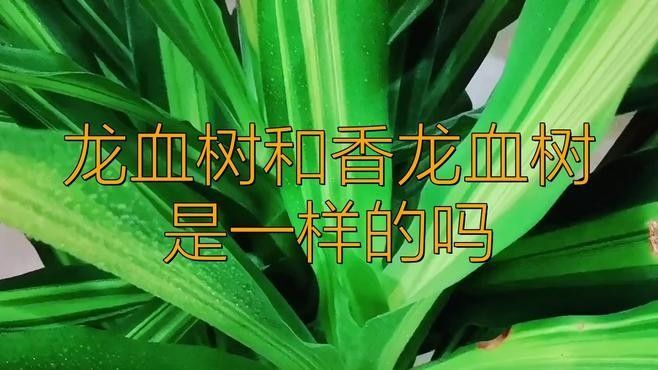 香龍血樹和龍血樹有什么區別？
