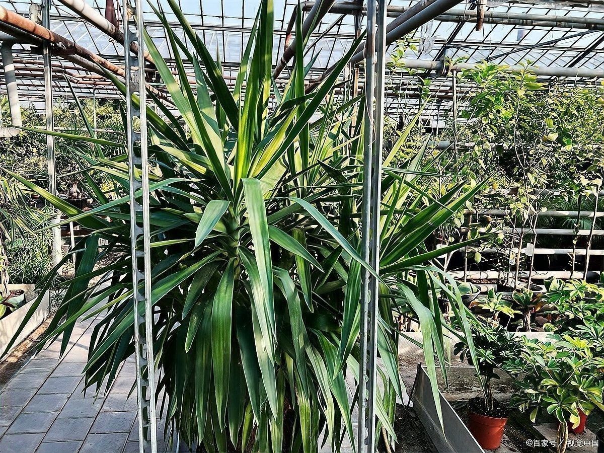 香龍血樹和龍血樹有什么區別？