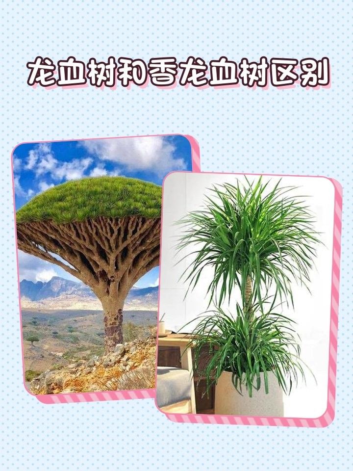 香龍血樹和龍血樹有什么區別？