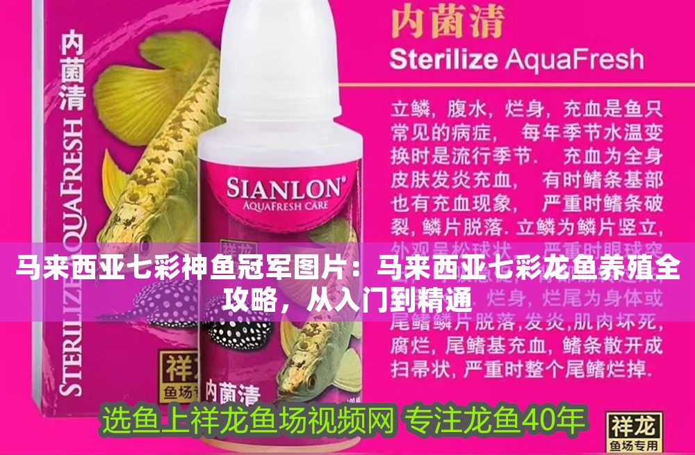 馬來西亞七彩神魚冠軍圖片：馬來西亞七彩龍魚養殖全攻略，從入門到精通