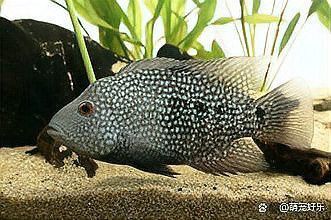 德州豹魚和龍魚可以混養嗎圖片