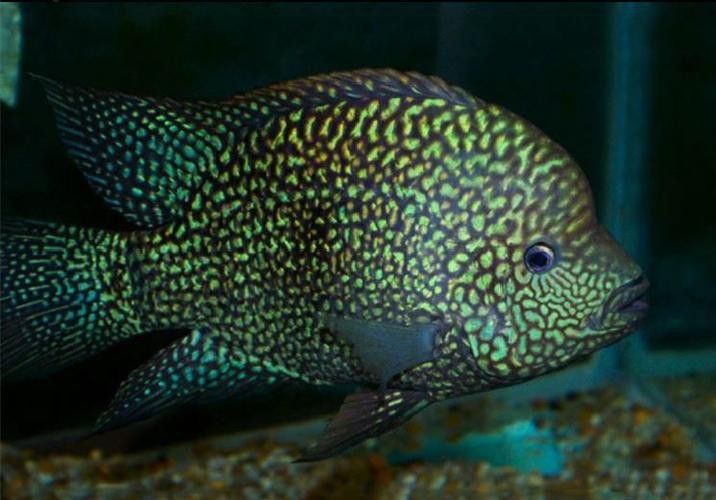 德州豹魚和龍魚可以混養嗎圖片