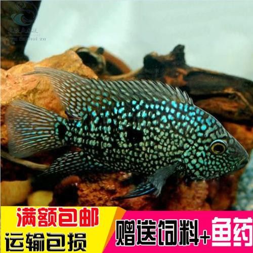 德州豹魚和龍魚可以混養嗎圖片