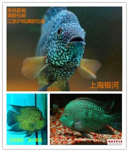德州豹魚和龍魚可以混養嗎圖片