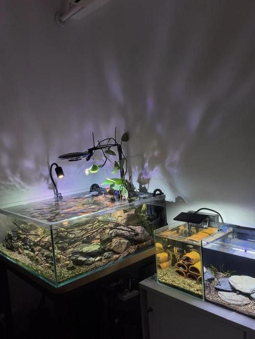 德州豹魚和龍魚可以混養嗎圖片