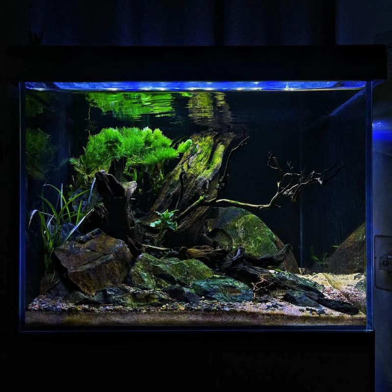 德州豹魚和龍魚可以混養嗎圖片