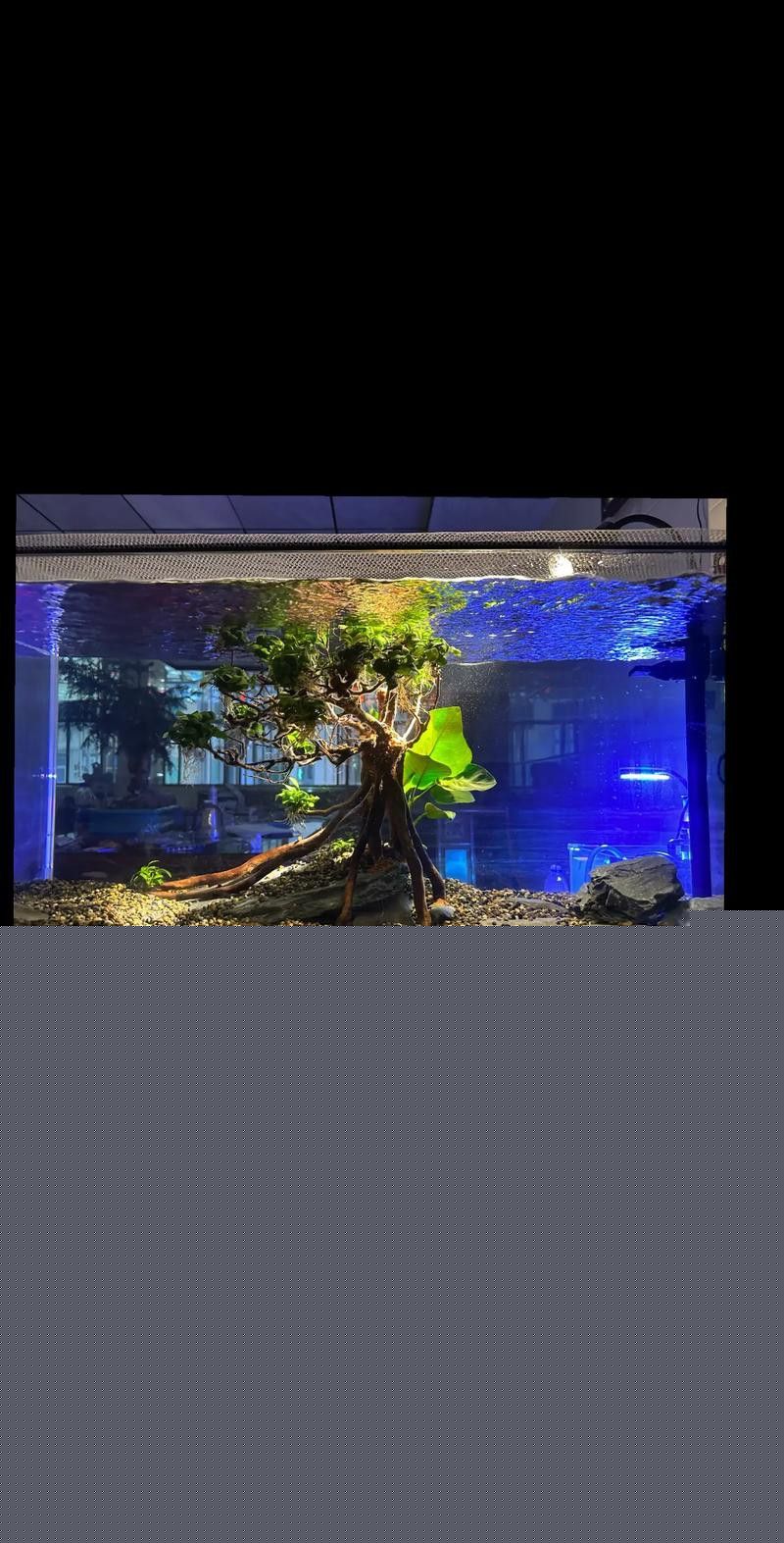 德州豹魚和龍魚可以混養嗎圖片