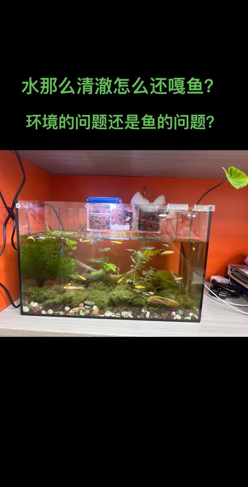 德州豹魚和龍魚可以混養嗎圖片