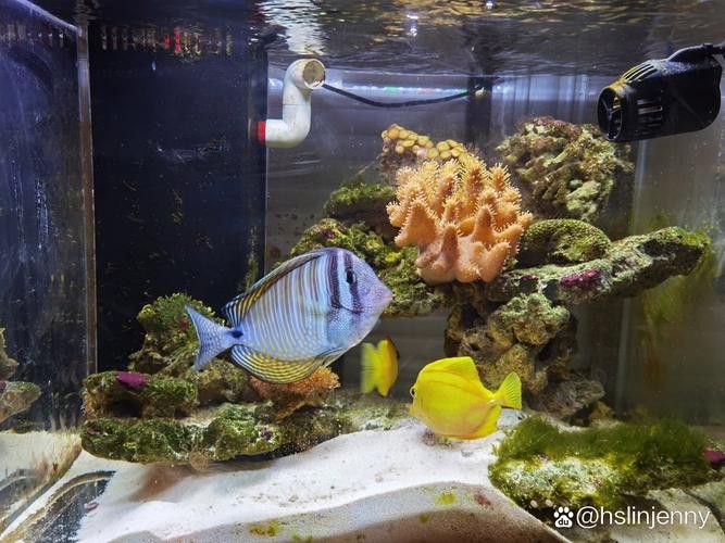 德州豹魚和龍魚可以混養嗎圖片