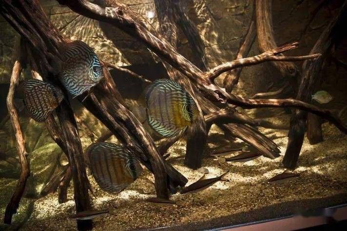 德州豹魚和龍魚可以混養嗎圖片