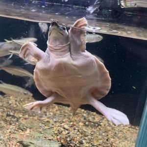 龍魚沉底是否會自己恢復(fù)（分析龍魚沉底是否會自己恢復(fù)之前，需要了解龍魚沉底的常見原因）
