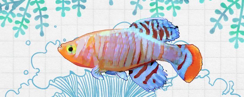 杰西卡恐龍魚水質(zhì)管理技巧:杰西卡恐龍魚健康檢查要點(diǎn)杰西卡恐龍魚健康檢查要點(diǎn) 龍魚百科 第4張 杰西卡恐龍魚水質(zhì)管理技巧:杰西卡恐龍魚健康檢查要點(diǎn)杰西卡恐龍魚健康檢查要點(diǎn) 杰西卡恐龍魚水質(zhì)管理技巧:杰西卡恐龍魚健康檢查要點(diǎn)杰西卡恐龍魚健康檢查要點(diǎn) 龍魚百科 第4張