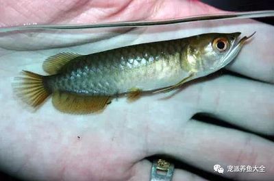 龍魚金龍魚資料：金龍魚市場價格波動原因，如何鑒別金龍魚品種優劣？