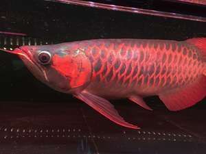 紅龍魚吃活魚的原因是什么，紅龍魚為什么要吃活魚呢：紅龍魚吃活魚的原因