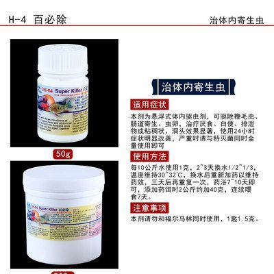 龍魚預防腸炎用什么藥好：龍魚腸炎預防的日常管理，龍魚腸炎的自然療法和副作用