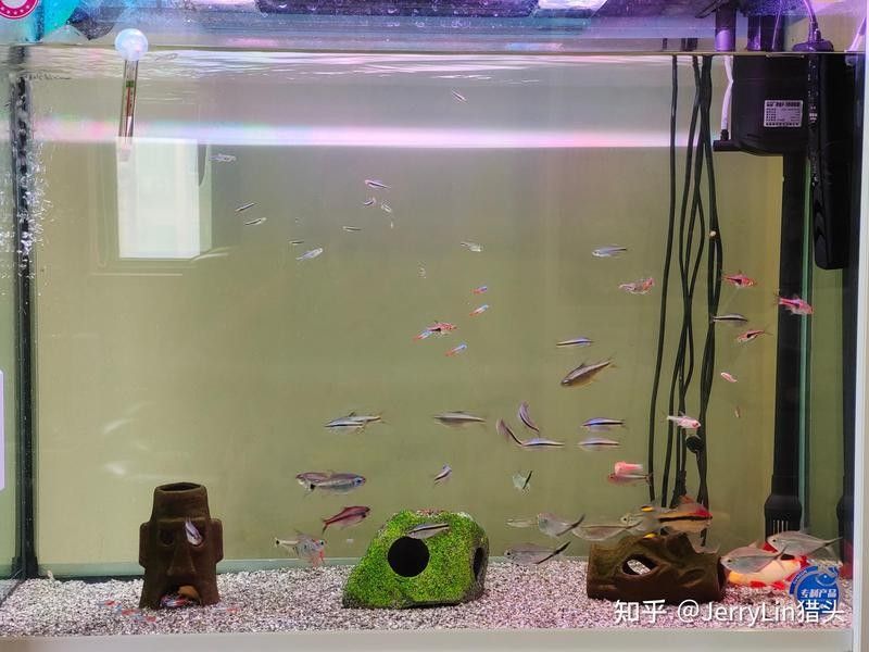 龍魚眼白點病治療周期一般多久？