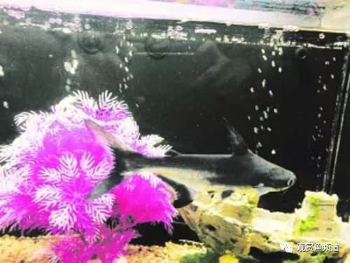 成吉思汗鯊魚和龍魚混養