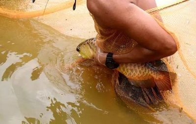25公分小金龍魚(yú)一天喂幾次長(zhǎng)的快:25公分大小的小金龍魚(yú)喂食頻率是一個(gè)合理的選擇 龍魚(yú)百科 第1張 25公分小金龍魚(yú)一天喂幾次長(zhǎng)的快:25公分大小的小金龍魚(yú)喂食頻率是一個(gè)合理的選擇 25公分小金龍魚(yú)一天喂幾次長(zhǎng)的快:25公分大小的小金龍魚(yú)喂食頻率是一個(gè)合理的選擇 龍魚(yú)百科 第1張