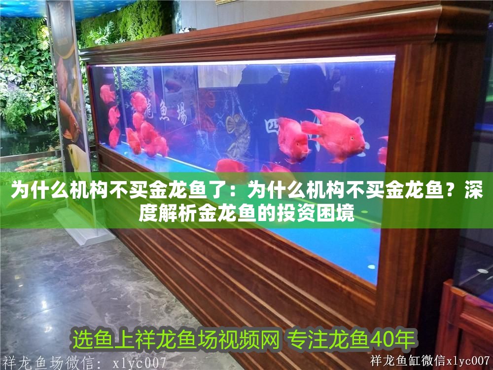 為什么機(jī)構(gòu)不買(mǎi)金龍魚(yú)了：為什么機(jī)構(gòu)不買(mǎi)金龍魚(yú)？深度解析金龍魚(yú)的投資困境