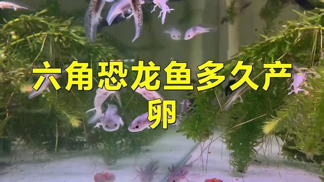 六角恐龍繁殖需要多長時間
