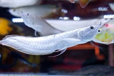 地圖魚和銀龍魚哪個好養（地圖魚和銀龍魚各有其優點和缺點）