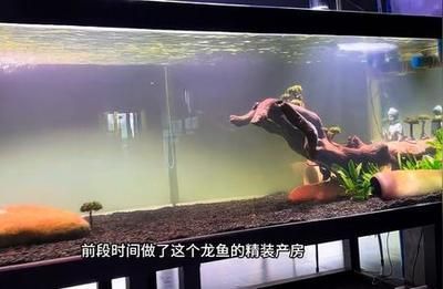 龍魚搭配清缸魚好不好呢：龍魚搭配清缸魚有什么好處？