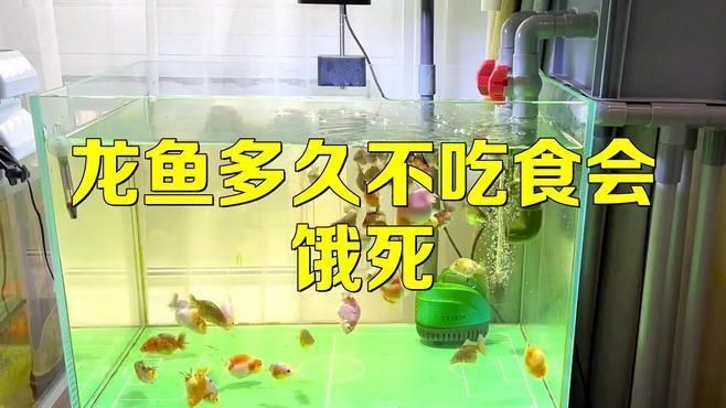 龍魚多久不吃食算危險？