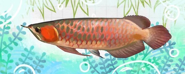 紅龍魚的燈光使用時間是多少：紅龍魚發(fā)色燈選擇指南,紅龍魚光照過量后果,紅龍魚光照不足影響