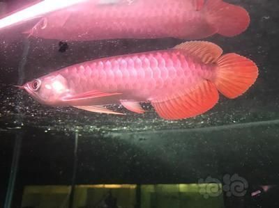 龍魚的名字有哪些呢怎么讀，常見的龍魚名字