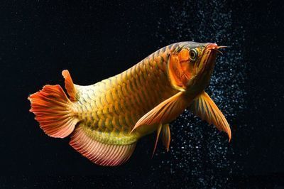 龍魚24度要開加熱棒嗎：銀龍魚的最佳生存溫度為24~28度