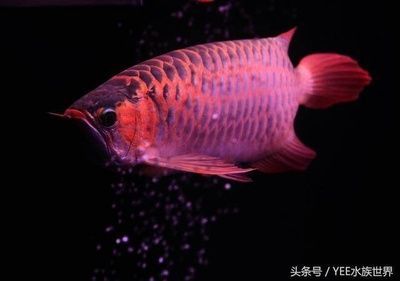 龍魚喂什么長的快些：如何通過喂食促進龍魚快速生長