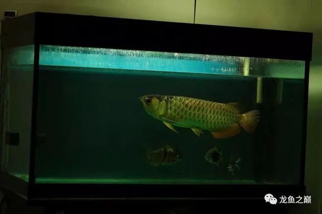龍魚燈開多久換一次：龍魚燈開多久換一次龍魚燈開多久換一次