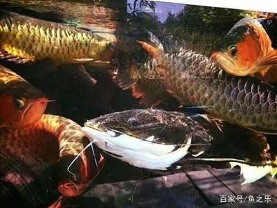 龍魚夜里需要開夜燈嗎（龍魚是否需要在夜間開夜燈？） 龍魚夜里需要開夜燈嗎（龍魚是否需要在夜間開夜燈？） 龍魚百科 第4張