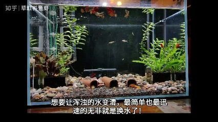 紅龍魚怎么養方法介紹視頻講解圖片大全（紅龍魚怎么養方法介紹視頻講解圖片大全集）