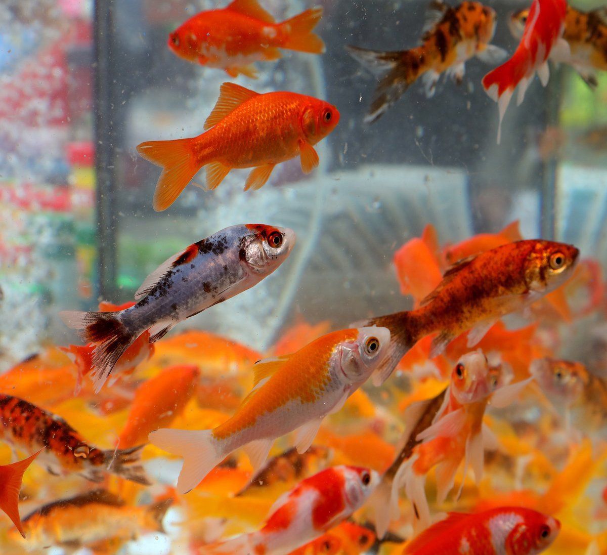 金魚幾個(gè)月性成熟