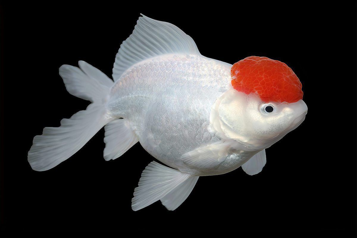 金魚幾個(gè)月性成熟