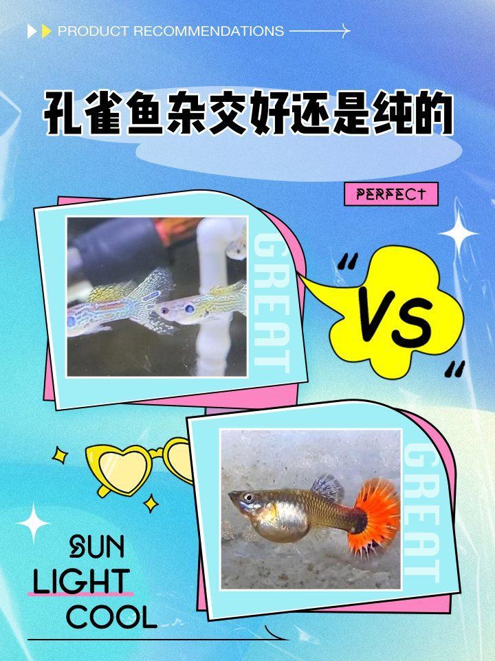 孔雀魚雜袍和純種什么區別