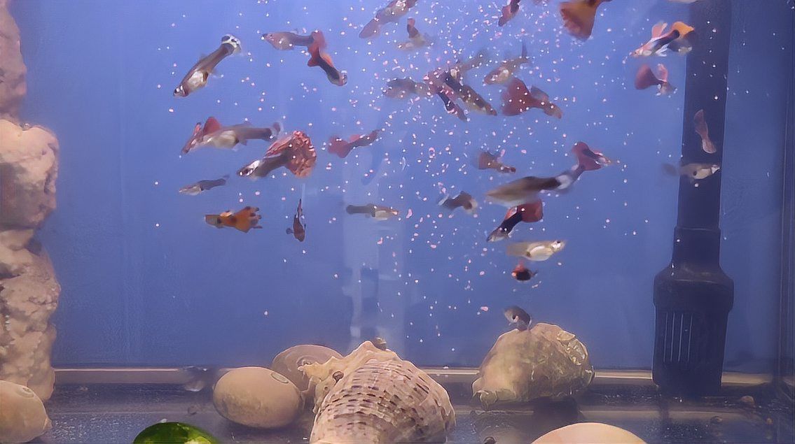 孔雀魚雜袍和純種什么區別