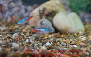 藍色的金龍魚可以海水養嗎：藍色的金龍魚適合在海水中飼養嗎