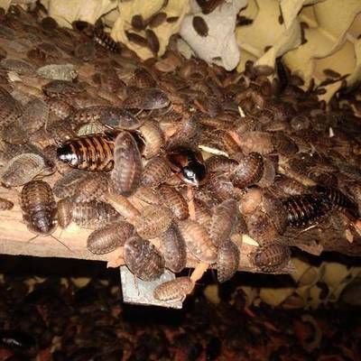 龍魚的藥用價值和功效是什么：龍魚是一種常見的觀賞魚品種其藥用價值和功效和功效