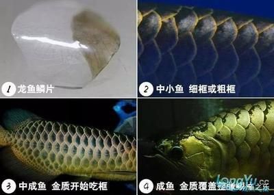 龍魚鱗片腐爛怎么處理
