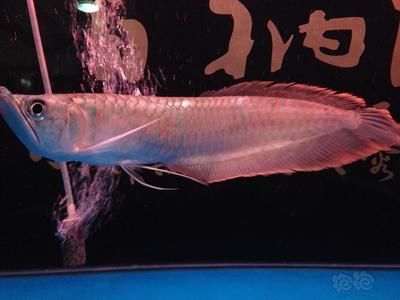 龍魚眼珠變白的處理方法：龍魚眼珠變白怎么辦