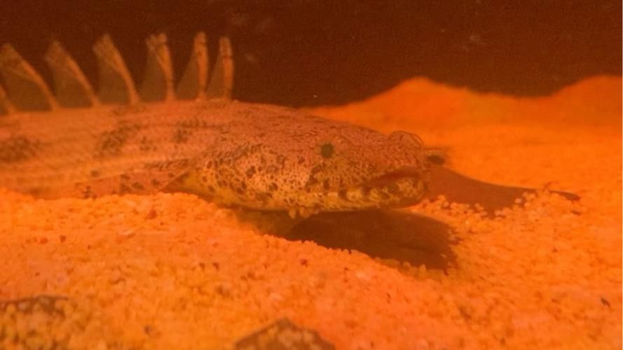 遠古恐龍魚